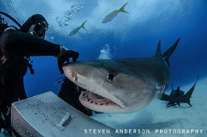 Just a scratch on the nose for this large Tiger Shark. Th... by Steven Anderson 